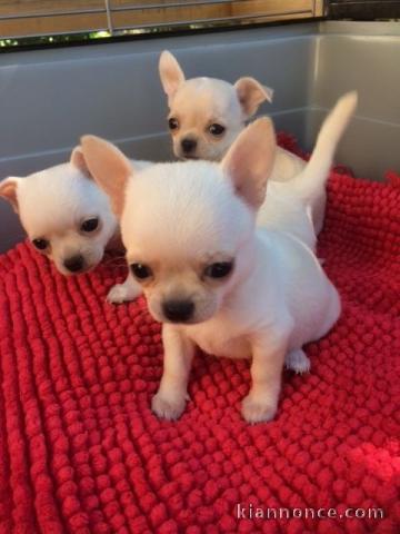 Chiot chihuahua Fauve et blanc et crème blanche