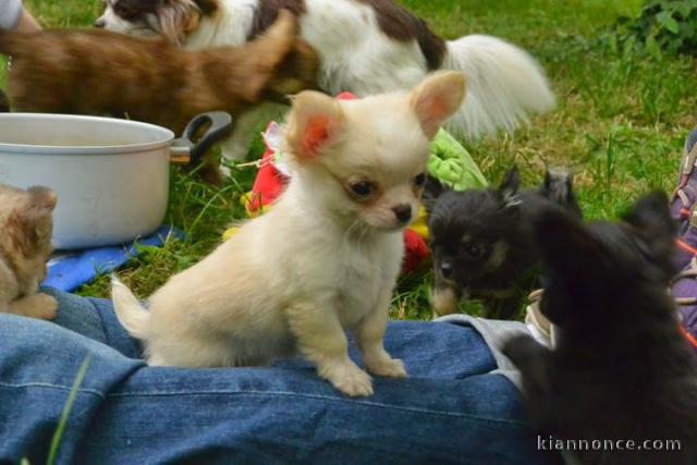 Chiot chihuahua Fauve et blanc et crème blanche