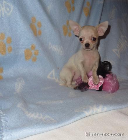 Chiot chihuahua Fauve et blanc et crème blanche