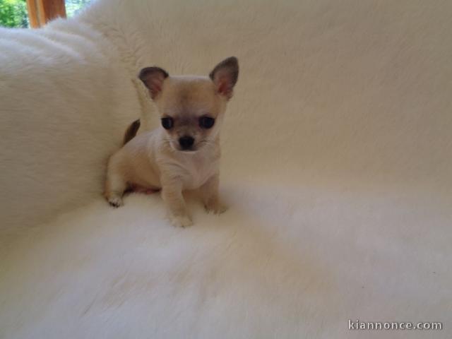 Chiot chihuahua femelle/mâle age de 4 mois