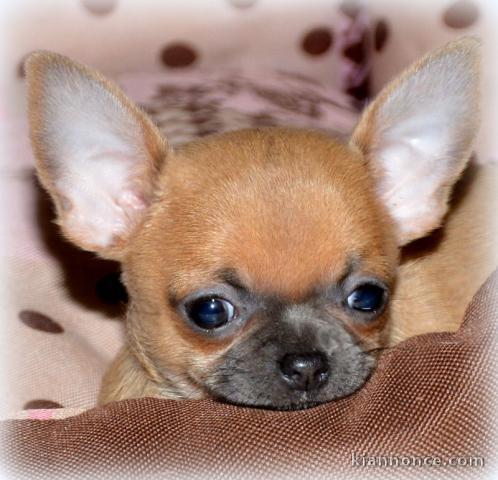 Chiot chihuahua femelle/mâle age de 4 mois