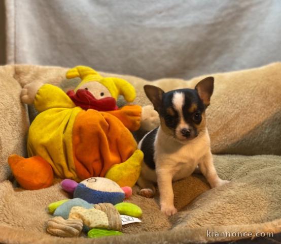 Chiot chihuahua femelle/mâle age de 4 mois