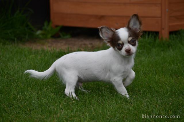 Chiot chihuahua femelle/mâle age de 4 mois