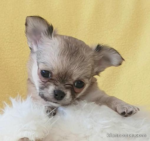 Chiot chihuahua femelle/mâle age de 4 mois