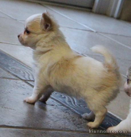 Chiot chihuahua femelle/mâle age de 4 mois