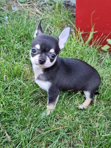 Chiot chihuahua femelle/mâle age de 4 mois