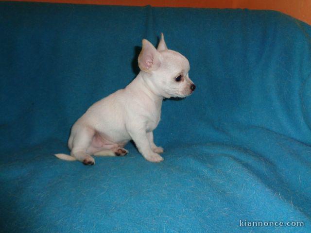 Chiot chihuahua femelle/mâle age de 4 mois