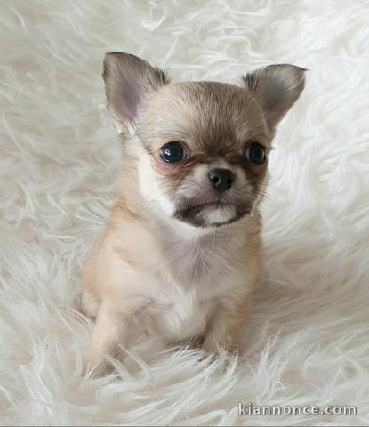 Chiot chihuahua femelle/mâle age de 4 mois