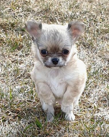 Chiot chihuahua femelle/mâle age de 4 mois