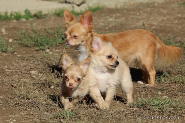 Chiot chihuahua femelle/mâle age de 4 mois