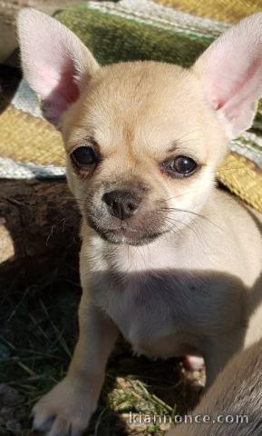 Chiot chihuahua femelle/mâle age de 4 mois