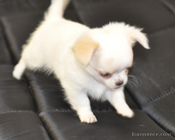 Chiot chihuahua femelle/mâle age de 4 mois