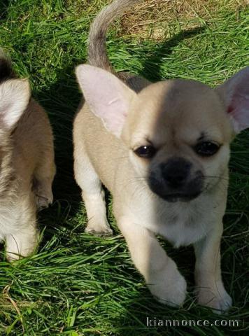 Chiot chihuahua femelle/mâle age de 4 mois