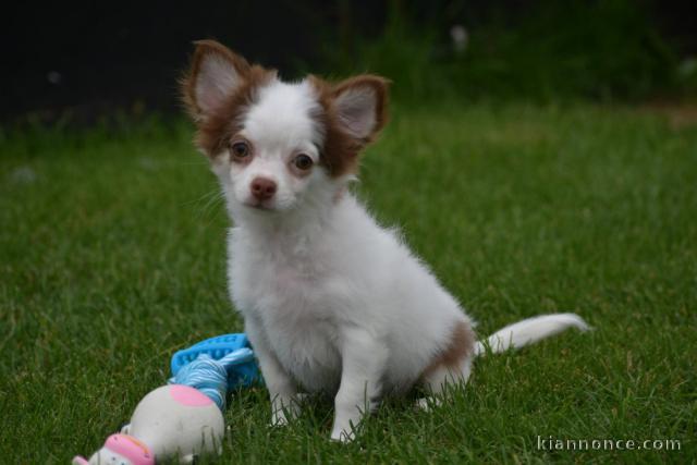 Chiot chihuahua femelle/mâle age de 4 mois