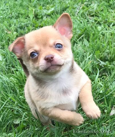 Chiot chihuahua femelle/mâle age de 4 mois