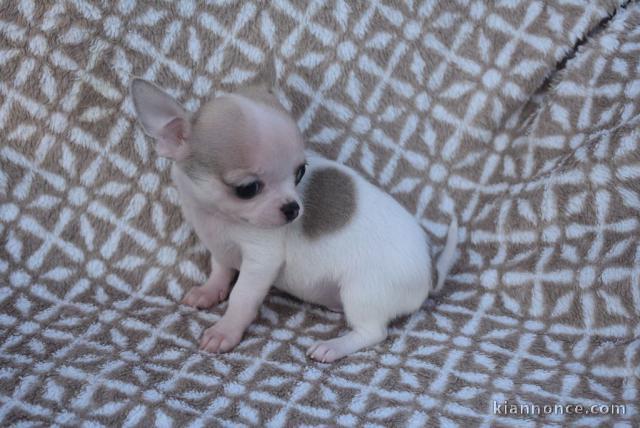 Chiot chihuahua femelle/mâle age de 4 mois