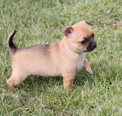 Chiot chihuahua femelle/mâle age de 4 mois