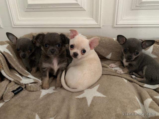 Chiot chihuahua femelle/mâle age de 4 mois