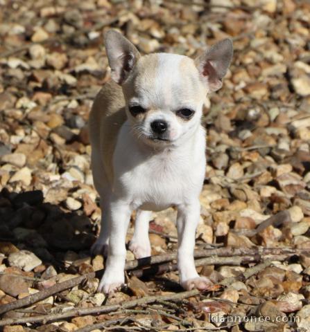 Chiot chihuahua femelle/mâle age de 4 mois