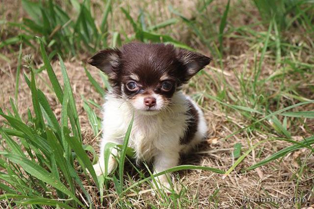 Chiot chihuahua femelle/mâle age de 4 mois