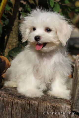 Donne chiot bichon maltais femelle/mâle