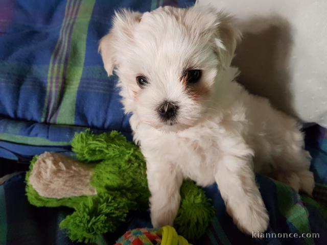 Donne chiot bichon maltais femelle/mâle