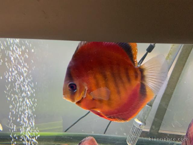 Discus Red Cover Mâle 