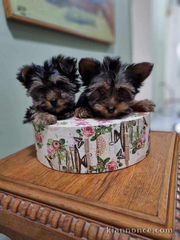 Yorkshire Terrier (Yorkie) chiots