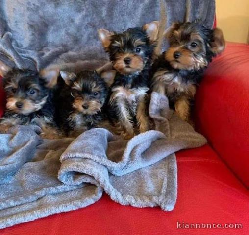 Adorable chiots Yorkshire Terrier à donner