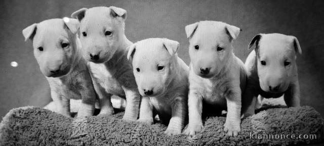 Chiot type bull terrier miniature 