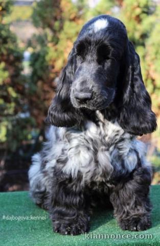 Cocker anglais chiots