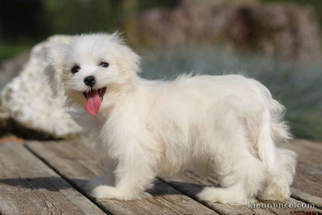 Dons chiots Bichons Maltais 3 mâles et 2 femelles 