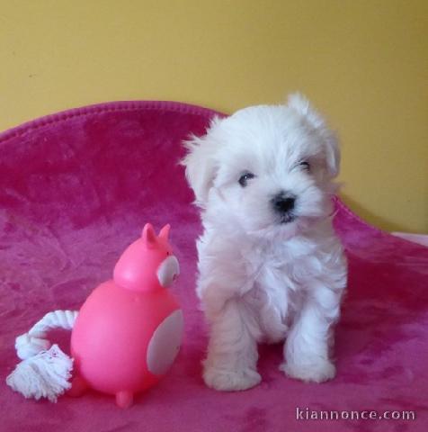 Dons chiots Bichons Maltais 3 mâles et 2 femelles 