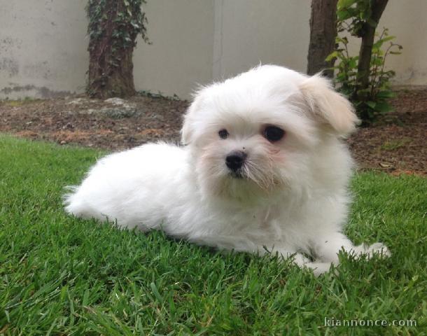 Dons chiots Bichons Maltais 3 mâles et 2 femelles 