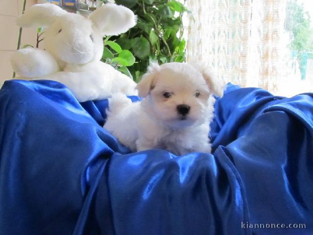 Dons chiots Bichons Maltais 3 mâles et 2 femelles 