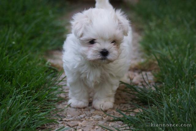 Dons chiots Bichons Maltais 3 mâles et 2 femelles 