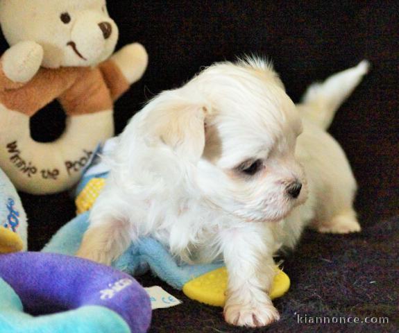 Dons chiots Bichons Maltais 3 mâles et 2 femelles 