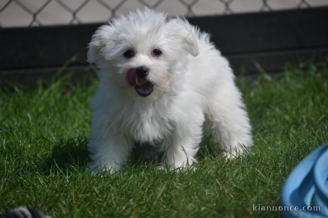 Dons chiots Bichons Maltais 3 mâles et 2 femelles 