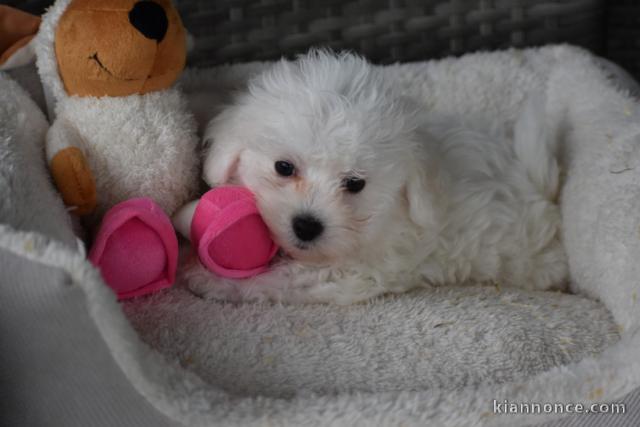 Dons chiots Bichons Maltais 3 mâles et 2 femelles 