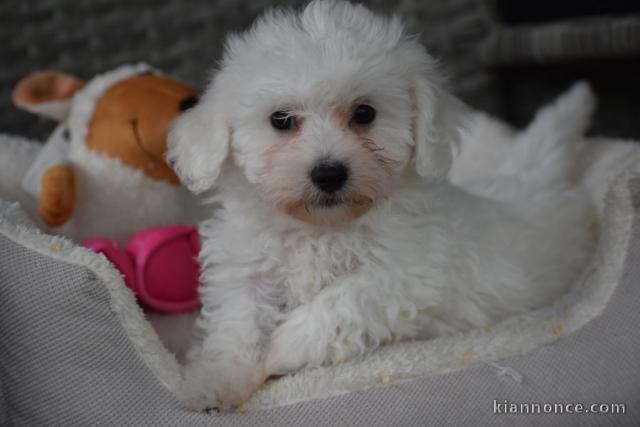 Dons chiots Bichons Maltais 3 mâles et 2 femelles 