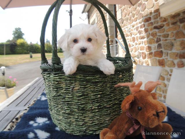 Dons chiots Bichons Maltais 3 mâles et 2 femelles 