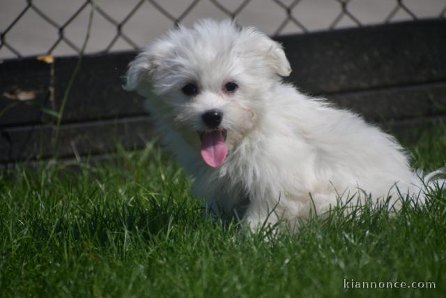 Dons chiots Bichons Maltais 3 mâles et 2 femelles 