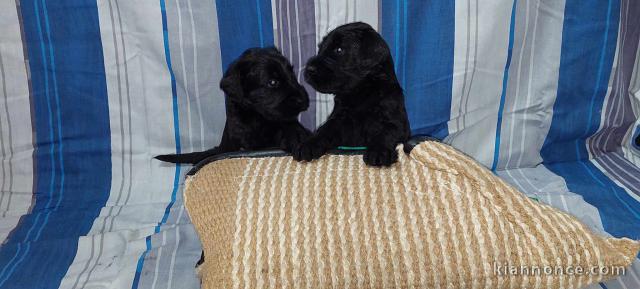 Schnauzer noir géant chiots