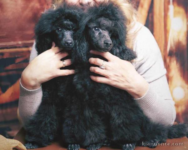 Mini caniche chiots à vendre