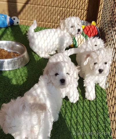 Adoptables chiots Bichons Maltais 3 mâles et 2 femelles 