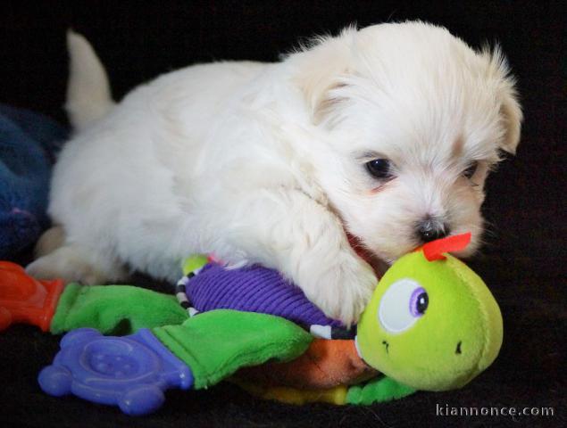 Dons chiots Bichons Maltais 3 mâles et 2 femelles 