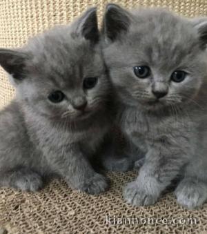 reste deux chatons de race chartreux a donner contre soins 