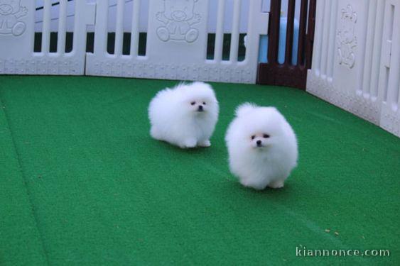 Des petits Chiots Sociables de racse Spitz disponible a donner