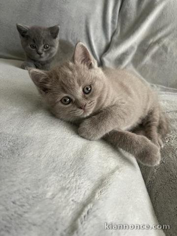 Chatons British shorthair a donner