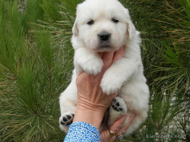 Chiot type golden retriever femelle/mâle à donner